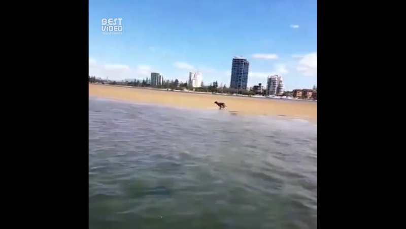 Очень быстрая молодые против катера