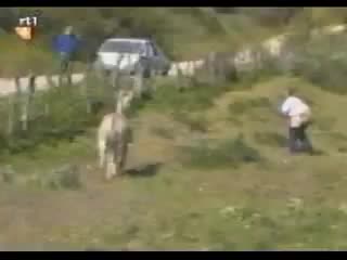 Похотливый ослик