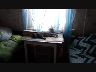 Vid 20181216 140146 mp4