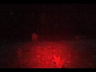 Bow hunting nighttime hogs cnduc7t12gm