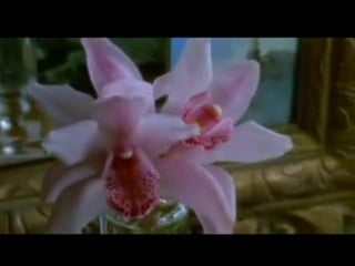 Wild orchid (1989)