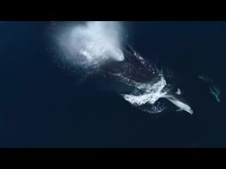 Aerial footage captures pacific white sided dolphins swimming with humpback whale