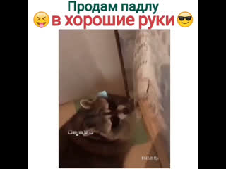 Продам падлу в хорошие руки