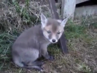 Man saves fox pup and gets a new friend