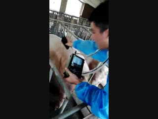 Dawei dw vet6 exam pig fat thickness by backfat probe