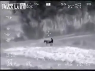 Drone filmed daesh isis raping a donkey