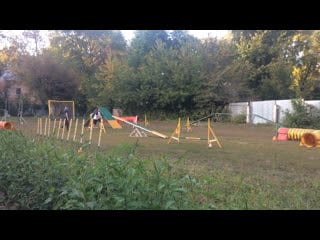 А2 (1) дробышева оксана и папийон плюша