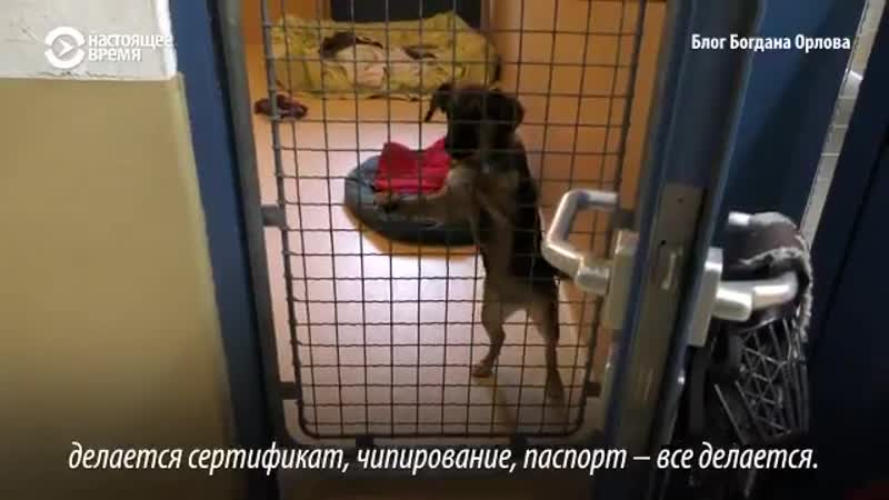 В австрии молодые усыплять секс, но встретить на улице бездомную горячее или кота почти нереально