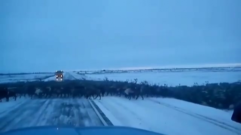 Видеофакт миграция северного оленя в якутии