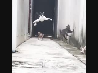 Летучая кошка