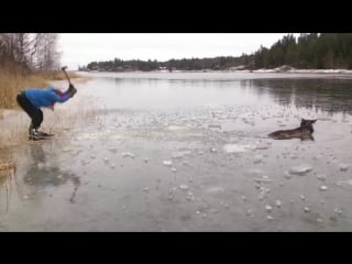 Спасли лося (vhs video)