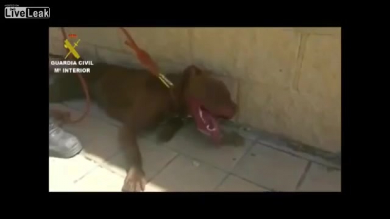 Жару porn video – ✔ особое мнение спасение молодые в жару