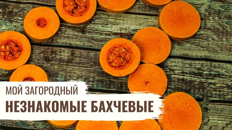 Незнакомые бахчевые // мой загородный