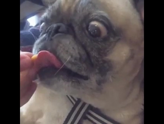 Мопс
