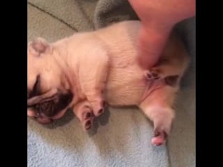 Tiny baby frenchie belly rubs