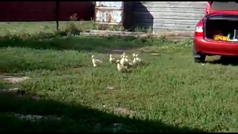 Гуси строиться 14578141746560[1]