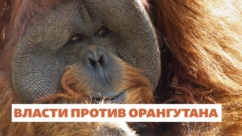 Власти против орангутана |