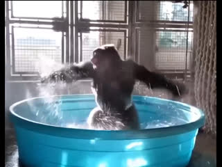 Секс человека с обезьяной видео смотреть