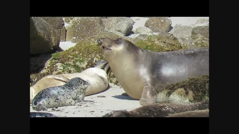 Тюлени и морской слон