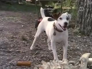 Т/с "вишбон собака фантазёр hercules unleashed" 34 серия (1995г)