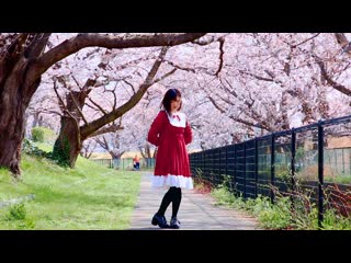 【ももかん】 流星ダイアリー 踊ってみた 【桜の中で】 niconico video sm38517992