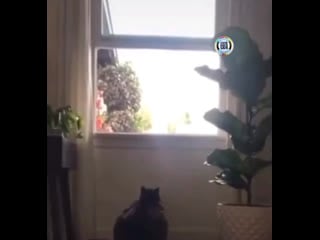 Эх, пора худеть