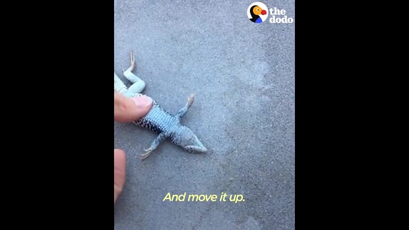 Девушка спасла ящерицу упавшую в бассейн (vhs video)