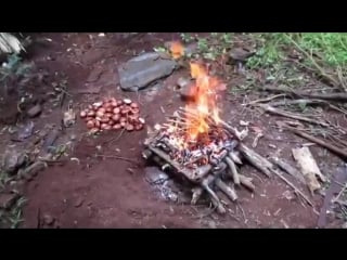 Making poisonous black bean safe to eat (moreton bay chestnut)