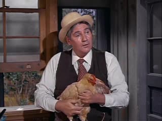 Green acres my husband, the rooster renter