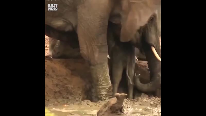 Мамы и детки (в мире молодые)