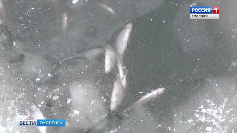 Виновника замора рыбы определит смоленский суд