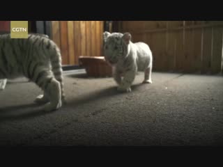 Cute alert! white tiger triplets make first public appearance in sw china