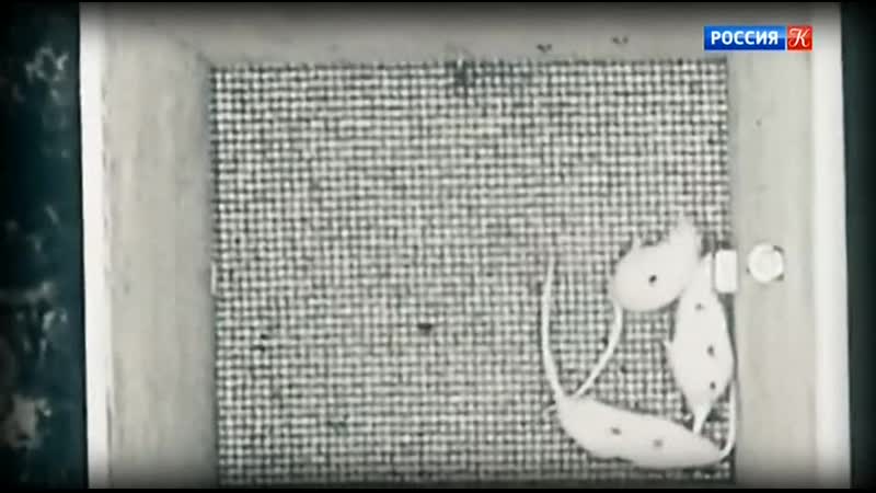 Люстра чижевского