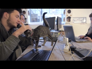 A day at poopy cat office