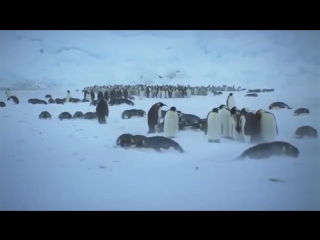 Королевство океанов 2011 фильм 3 народ рифов