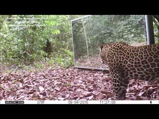 Elephants family vs a leopard refusing to share his mirror in the jungle gabon equatorial africa