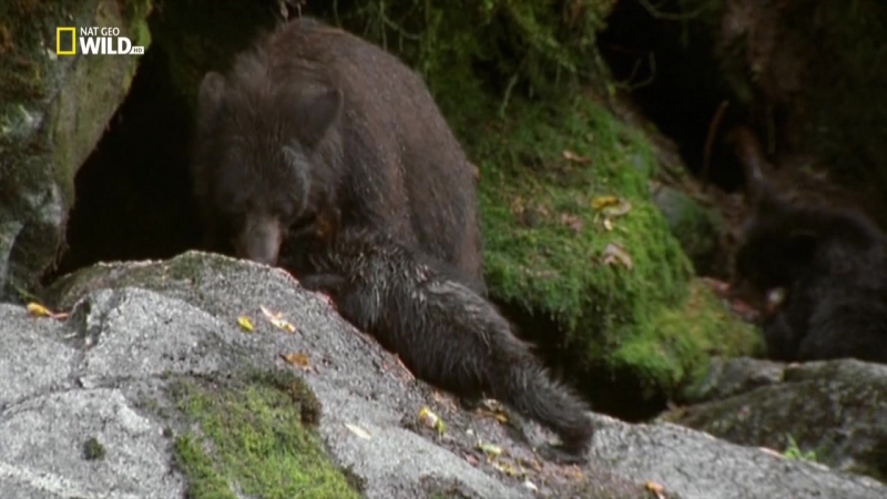 Национальные парки америки 1 я серия (олимпик) hd 720