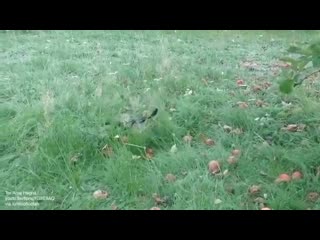 Magpies are known to get drunk on fermented apples