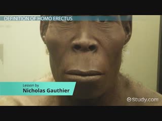 Homo erectus definition, characteristics discovery video lesson transcript