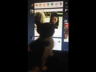 Even a little kitten is emison fan!