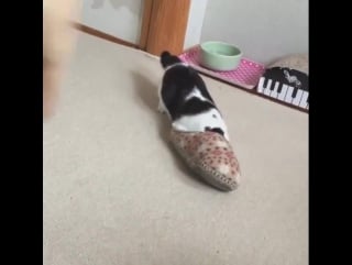 Slipper shenanigans