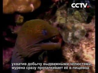 У мурены 2 пары челюстей