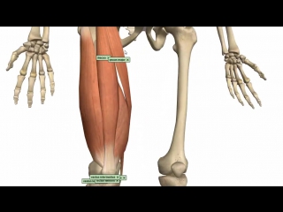 Muscles of the thigh part 1 anterior compartment anatomy tutorial