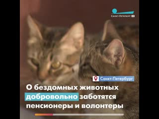 Проект «бабушка накормит» в петербурге