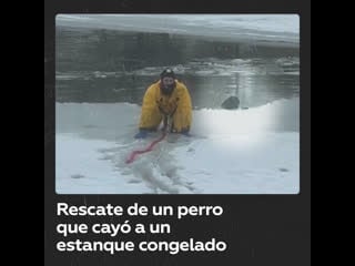 Perro cae a un estanque congelado y es rescatado por un bombero
