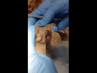 Lab #11 the female reproductive tract (part 1)