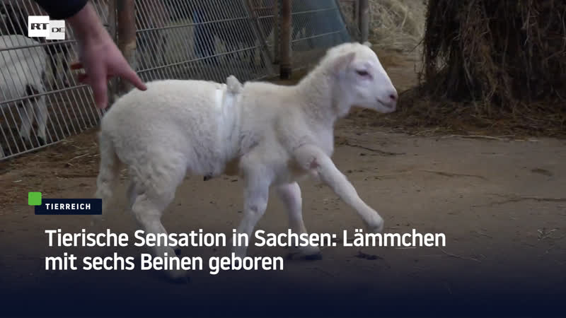 Tierische sensation in sachsen lämmchen mit sechs beinen geboren