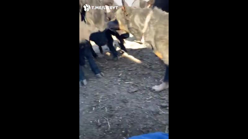 Не мешайте хозяину