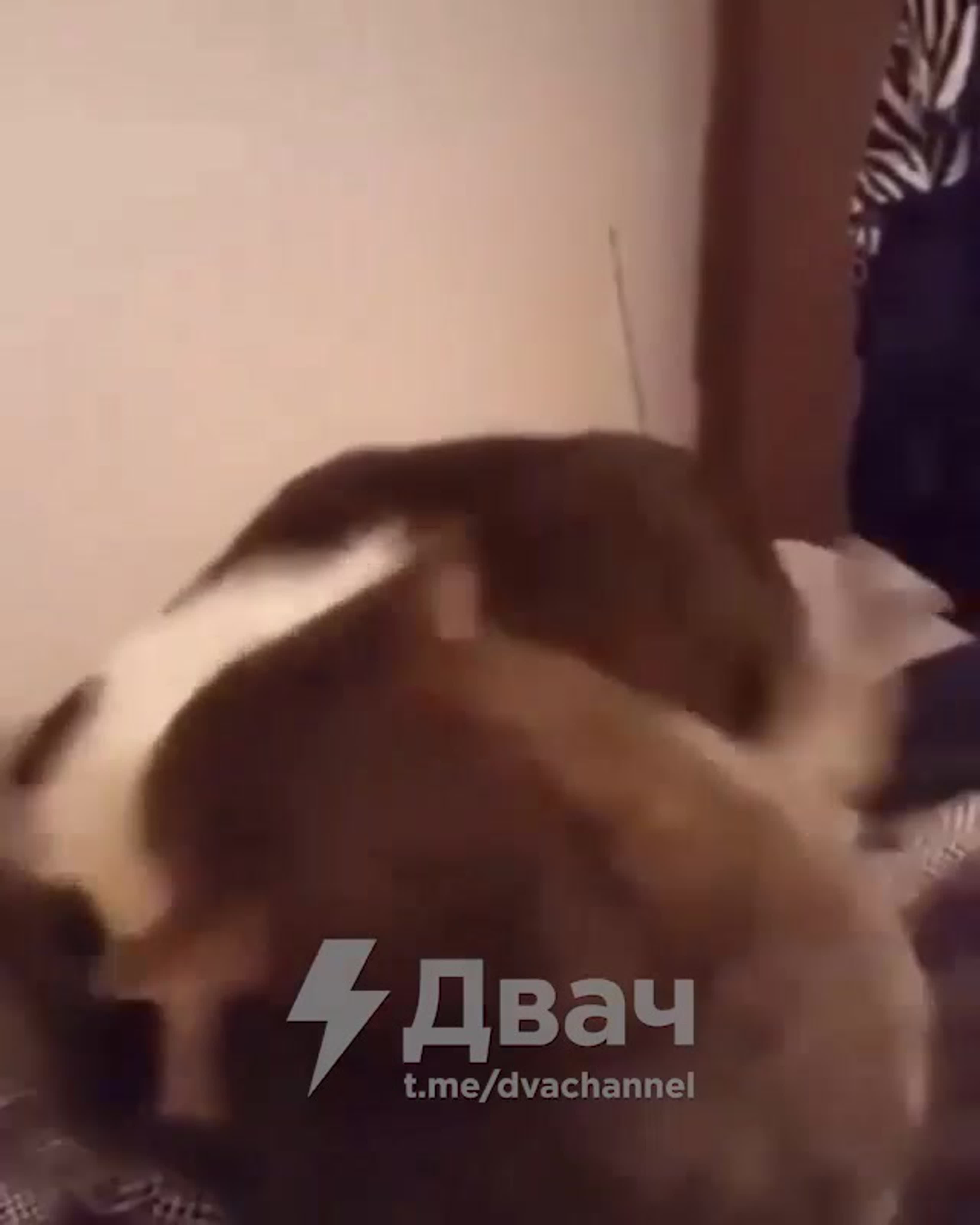 порно двач инцест Cat war watch online