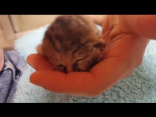 В юар родился котенок с двумя мордочками (vhs video)